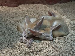 -Zoolung Zoolung动物主题公园(海信广场店)