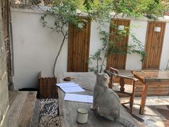 -喵屿·大理花园猫咖