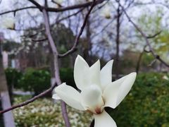 -青枫公园