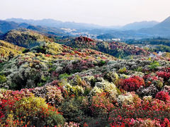-贵州百里杜鹃风景名胜区