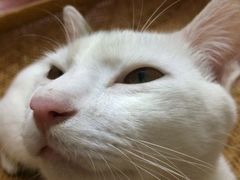 -猫咪博物馆(顶澳仔猫街店)