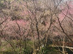 -杭州半山国家森林公园