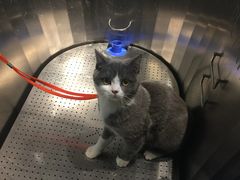 -PETKIT小佩宠物(古北店)