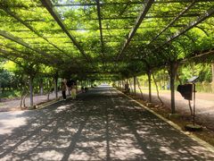 -东平国家森林公园