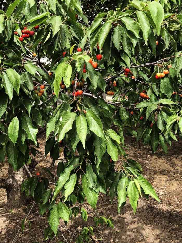 玉泉山老果园采摘