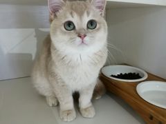 -东方名猫馆·英短金渐层布偶猫舍(环线广场1号楼店)