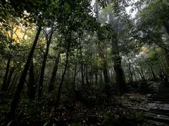 -天目山大树王景区