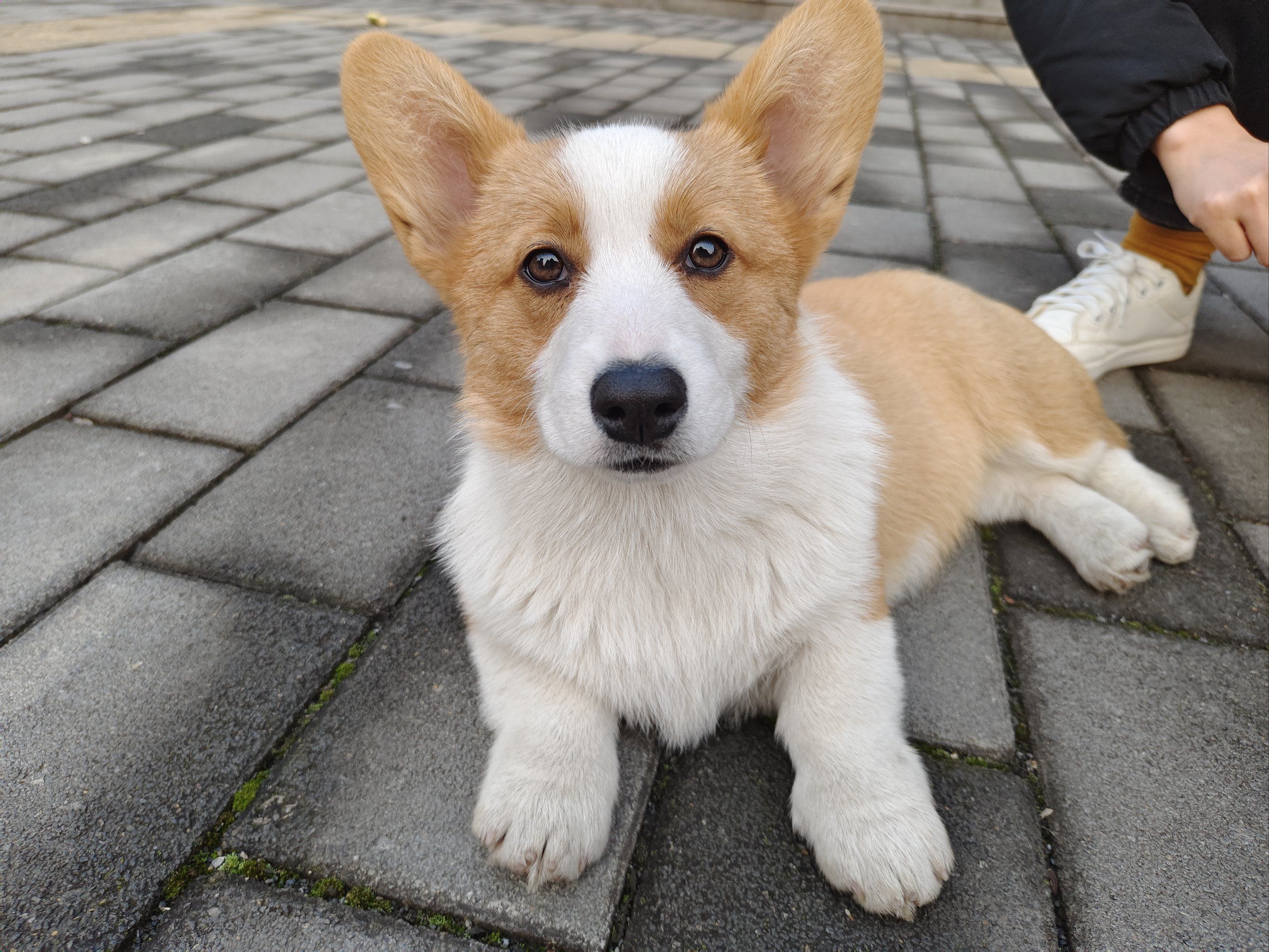 宠物狗狗的日常萌