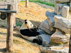 -西霞口神雕山野生动物世界