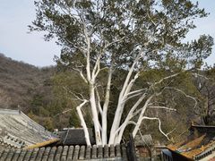 -潭柘寺景区