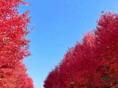 -南京枫彩漫城