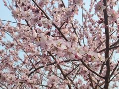 -桃花堤公园