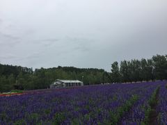 -富田农场