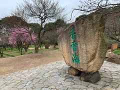 -香雪海