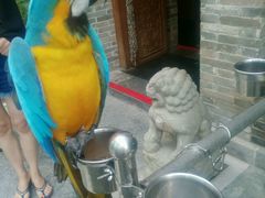 鹦鹉-那家小馆•北京菜•烤鸭(中关村店)