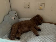 -美联众合爱康动物医院•复杂内科•肿瘤科•牙科•腔镜诊疗中心