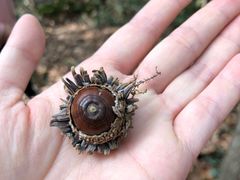 -上海佘山国家森林公园天马山园