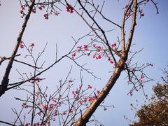 -广州市白云山风景名胜区
