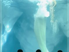 -上海海昌海洋公园-冰山北极馆