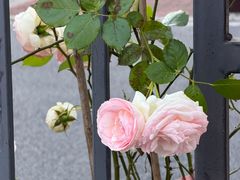 -南汇桃花村