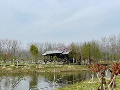 -合肥滨湖国家森林公园