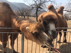 -西安秦岭野生动物园