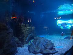 -烟台海昌鲸鲨海洋公园