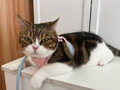 -瑞鹏宠物医院·骨科·猫科·内科(第一中心)