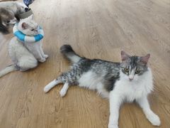 -1013 PET SHOP精品宠物商店(丁香店)