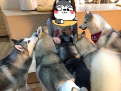 -Husky Go! 哈士奇体验馆·宠物咖啡厅狗咖