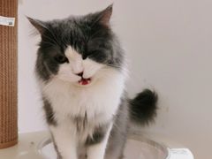 -1013 PET SHOP精品宠物商店(丁香店)