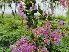 -桃花岛公园