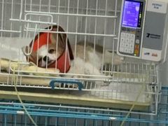 -派特宠物医院(圆融广场店)