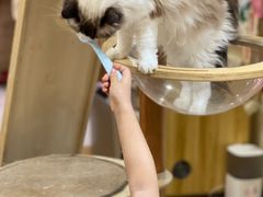 -滚猫咖啡·猫咖·猫友好撸猫(未来城店)