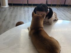 -浣熊柯尔鸭土拨鼠·电玩咖