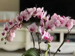 -花鸟鱼虫鲜花绿植市场(玉泉路店)