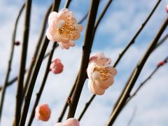 -马峦山郊野公园