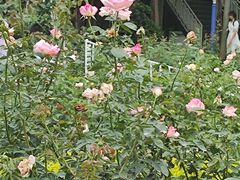 -人民公园(罗湖区)