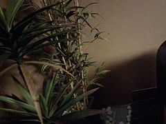 -端艾堂·SPA·艾灸(棕榈泉013店)