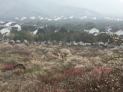 -香雪海