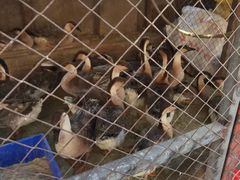 -鱼窝棚柴火铁锅炖(富山屯店)