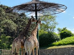 -沈阳森林动物园