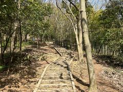 -上海佘山国家森林公园天马山园