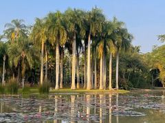 -中国科学院西双版纳热带植物园