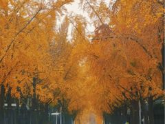 -三里屯东五街银杏大道
