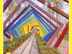 -合肥滨湖国家森林公园