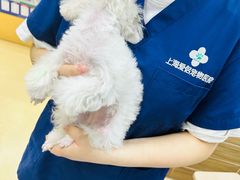-爱侣宠医·鹦鹉专科·小型哺乳类·异宠专科(灵石路店)