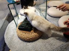 -momokira米努特·德文卷毛猫·棉花面纱犬