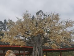 -广东圆玄道观