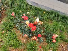 -广州白江湖森林公园